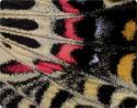 Butterfly Wing Computer Skin