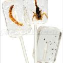 Insectilix Lolly (Tequilalix - Worm)
